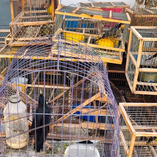 De jaulas a la libertad: rescatan 28 aves en el Día del Animal