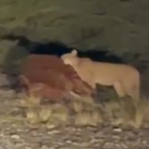 Un encuentro inesperado: un puma comiendo a la vera de la ruta en Valle Fértil