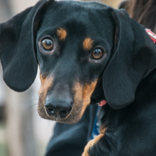 Rawson impulsa una nueva jornada de esterilización masiva para el cuidado de las mascotas