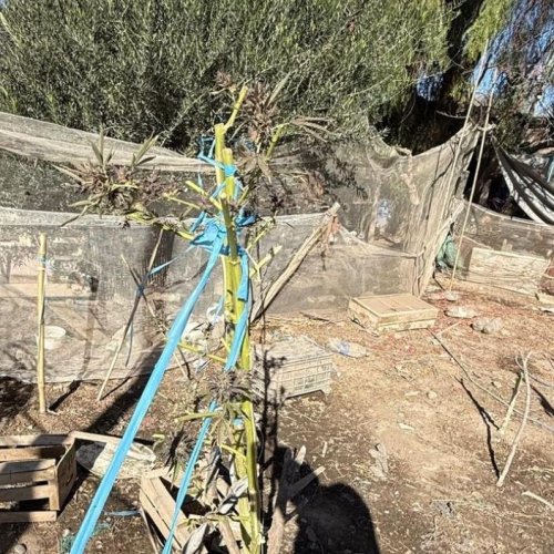 Secuestraron armas, drogas y animales silvestres en allanamientos realizados en Pocito