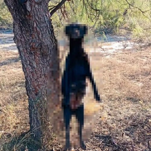 Crueldad extrema en Valle Fértil: una perra apareció ahorcada y sus cachorros abandonados