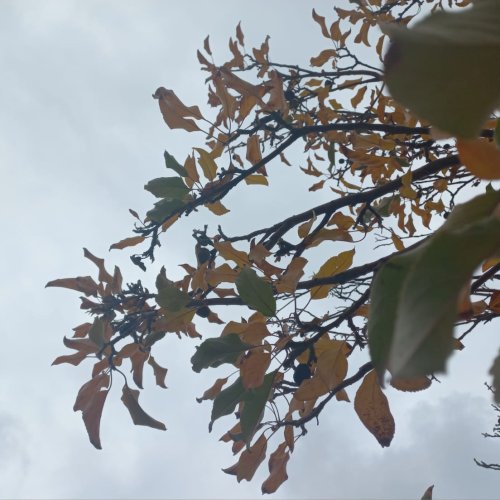 Inicio de semana con una jornada fría y cielo gris