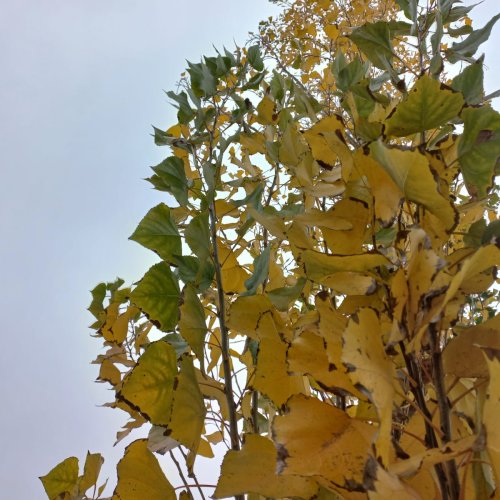 Otoño en estado puro: jornada fresca y con abundante nubosidad