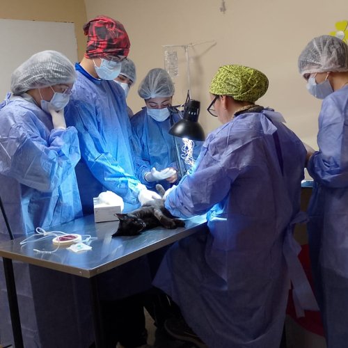Estudiantes conocieron el trabajo del Centro Municipal de Salud Animal