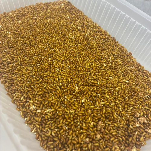 San Juan fortalece el control de la Mosca de los Frutos con nuevo material biológico