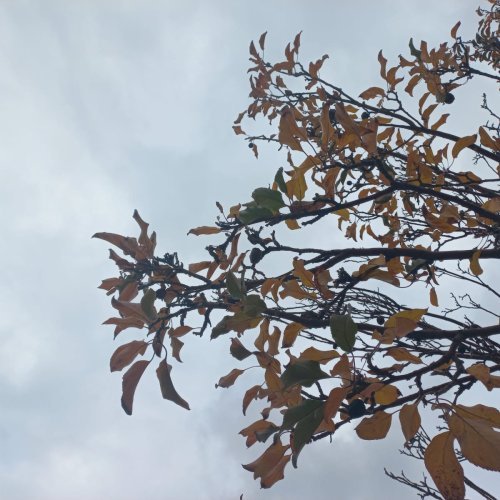 Miércoles gris: con el cielo mayormente nublado en San Juan