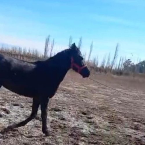Robaron una yegua en La Majadita y piden ayuda para encontrarla