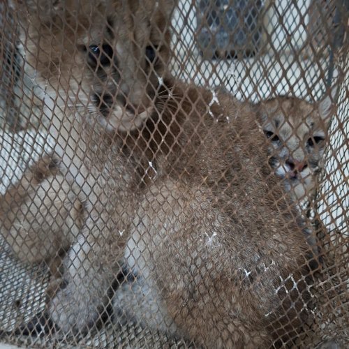 Sarmiento: rescataron cachorros de puma que tenían en cautiverio