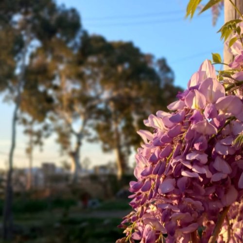 Primavera adelantada: este jueves la máxima será de 27°