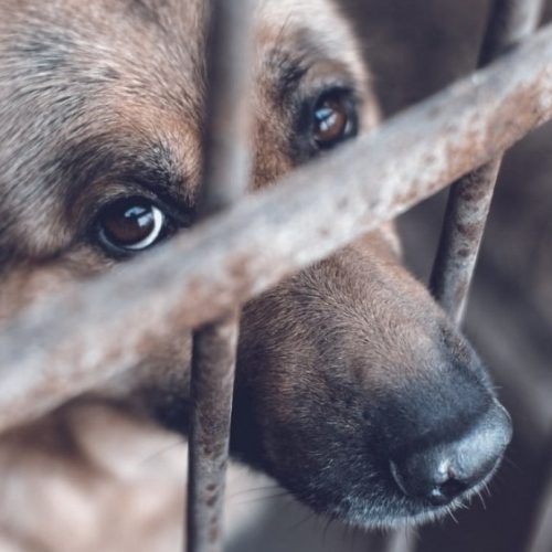 Ante el aumento de casos de maltrato animal, capacitan a efectivos en San Juan