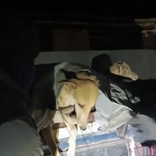 Los sorprendieron con liebres muertas y galgos: cinco hombres interceptados