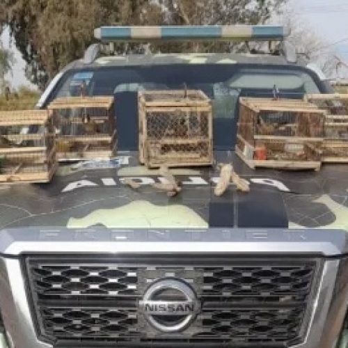 Descubren tráfico de fauna en Caucete durante un operativo