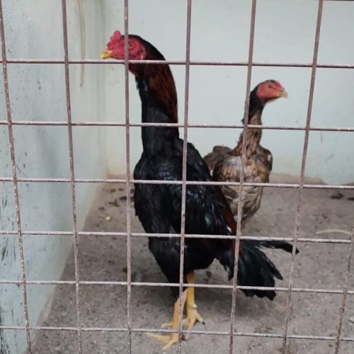 Secuestran 60 gallos usados para peleas en Chimbas y detienen a un hombre