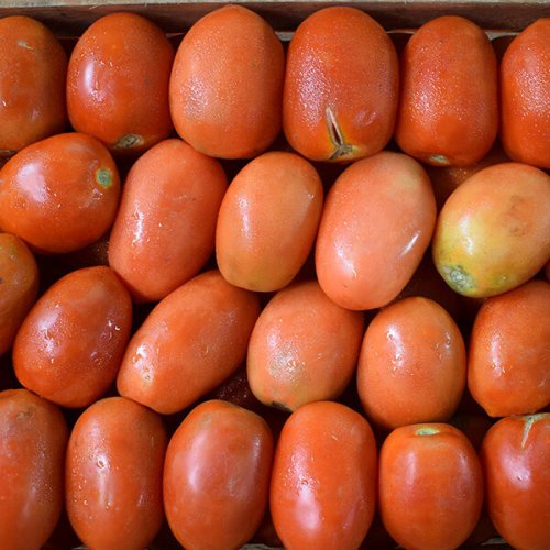 Por qué está caro el tomate? A qué se debe el aumento en el precio