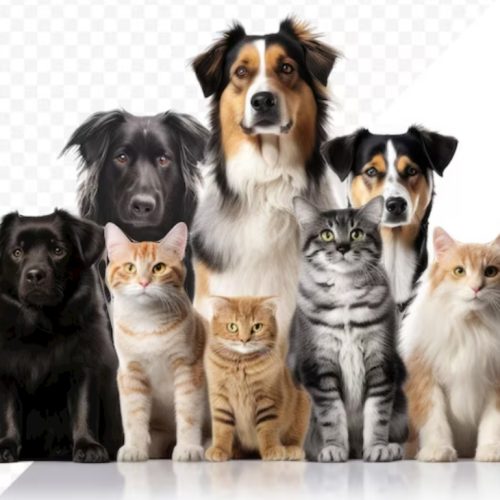 Sigue en plan el quirofano movil para esterilización de mascotas
