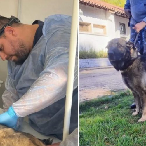 Primer cirugía a una can de la División echa por un policía veterinario