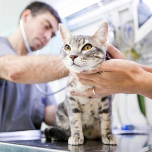 Castración y vacunación gratuita para perros y gatos