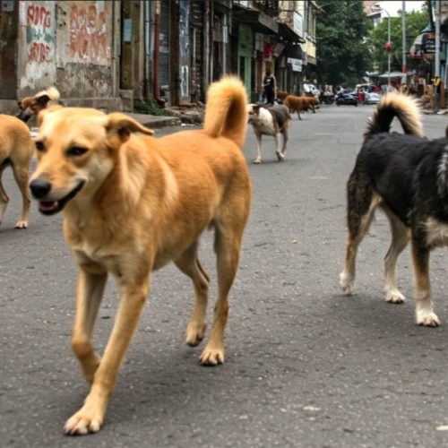 Una mujer atacada por perros callejeros en Albardón