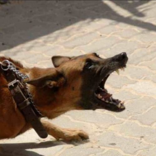 Una menor debió ser hospitalizada tras ser atacada por un perro
