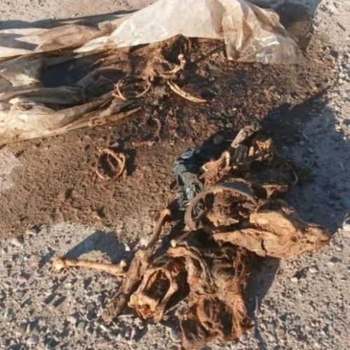 Hallaron un cementerio de perros y gatos: algunos no tenían cabeza y otros estaban con sogas en la cabeza