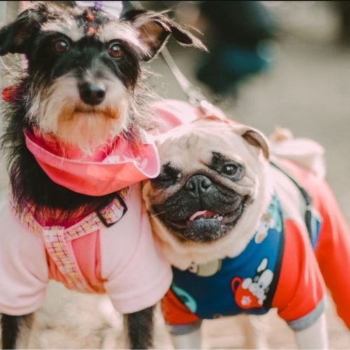 Llega la 2da Edición del Gran Desfile de Mascotas en San Martín