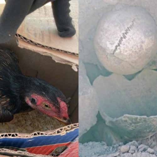 Gendarmes secuestraron gallos de riña y hallaron restos arqueológicos en distintos operativos