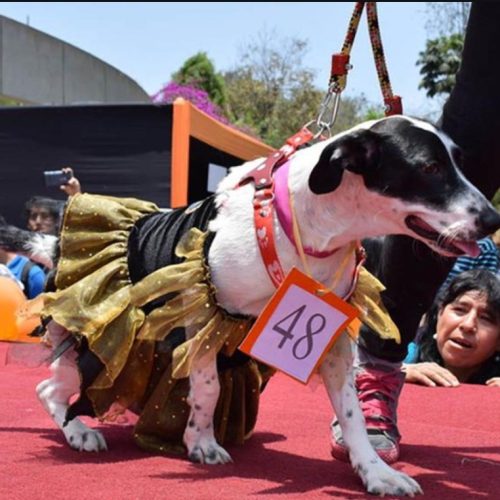 Desfile de mascotas en Santa Lucía