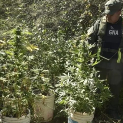Gendarmería secuestró cocaína en un colectivo y plantas de marihuana de un baldio