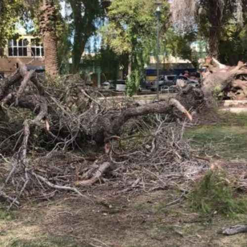 Un peatón casi fue aplastado por un árbol que se cayó en una plaza muy concurrida de San Juan
