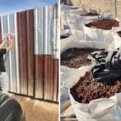 Encontraron más de 82.000kg de pasas de uva en una chacrita y quedó clausurada