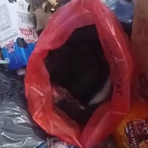 Abandonaron a un cachorro dentro de una bolsa en un contenedor de basura