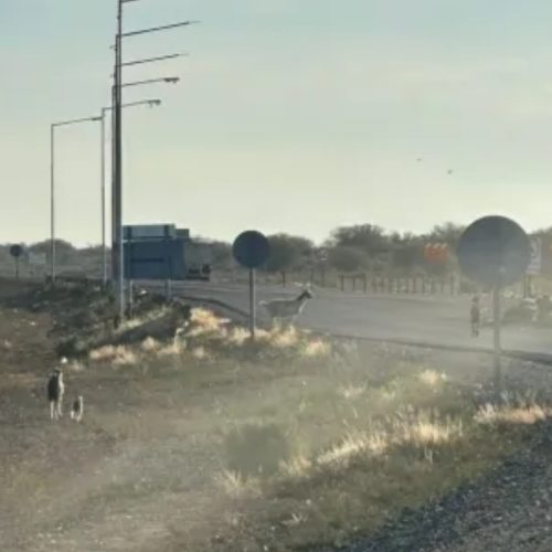 Cuatro equinos y tres caprinos sueltos fueron encontrados en  rutas de Sarmiento y Albardón