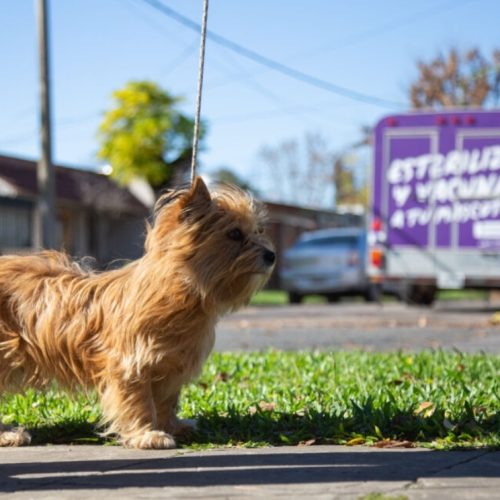 Quirófano móvil para mascotas en Santa Lucía
