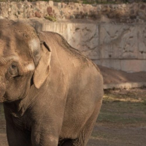 Tamy, el último elefante  en cautiverio en Mendoza  murió