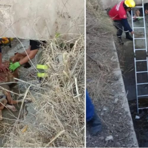Bomberos Voluntarios rescatan a un perro que se había caído a un sifón