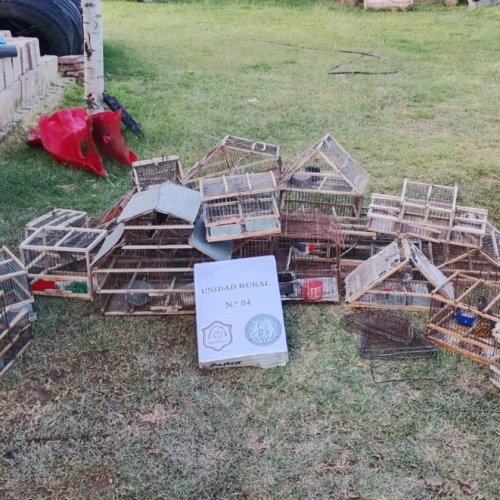 Operativo en San Carlos: recuperan aves autóctonas y desmantelan invernadero de cannabis