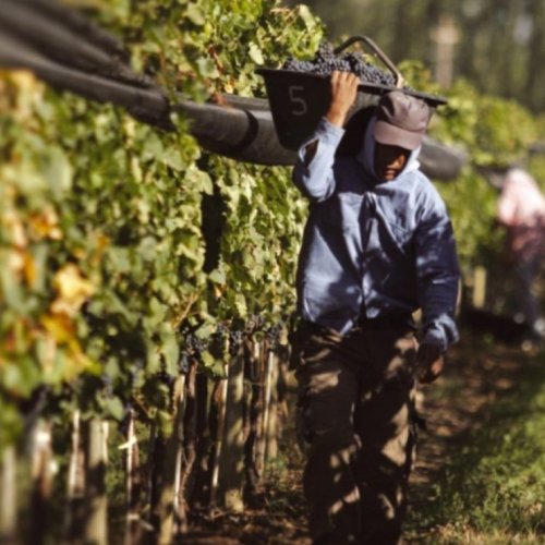 Se suspende el paro que estaba previsto para mañana de los trabajadores vitivinícolas