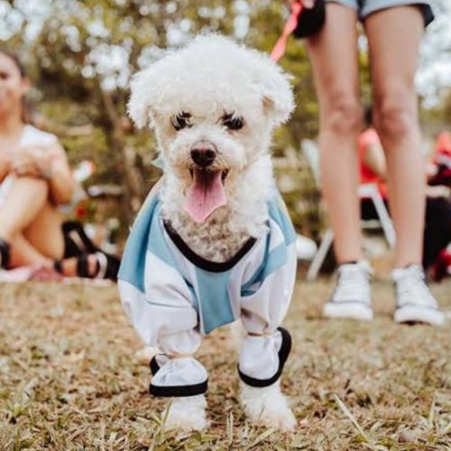 9 de Julio celebrará el Día del Animal con un desfile de mascotas en Plaza Independencia