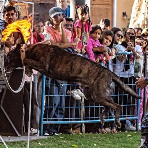 En Santa Lucía se realizó el Desfile de Mascotas