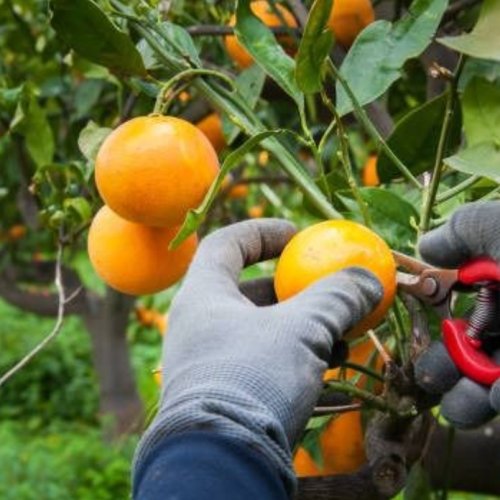 San Juan impulsa la Campaña Invernal de Cítricos 2026