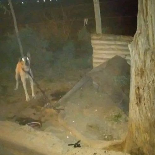¡Atención! Advierten sobre maltrato animal en 9 De Julio
