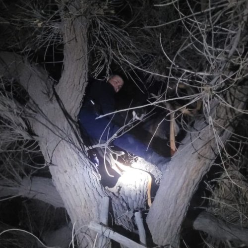 Policía rescata a un perro de un árbol de gran altura en las Chacritas