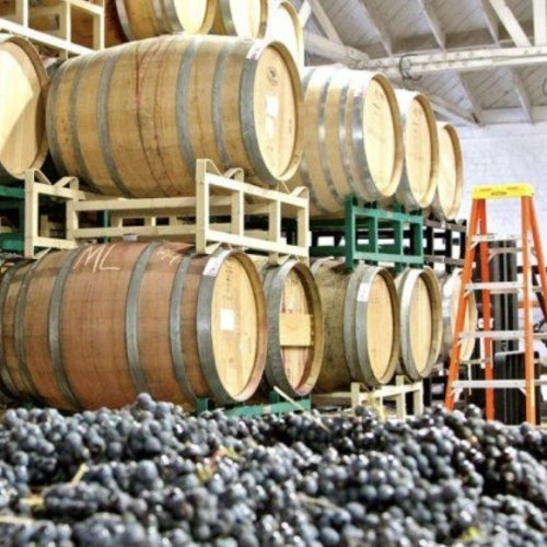 San Juan amplía en $2.500 millones la asistencia financiera al sector vitícola