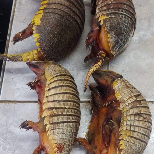 Encontraron animales autóctonos cazados y faenados en 25 de Mayo