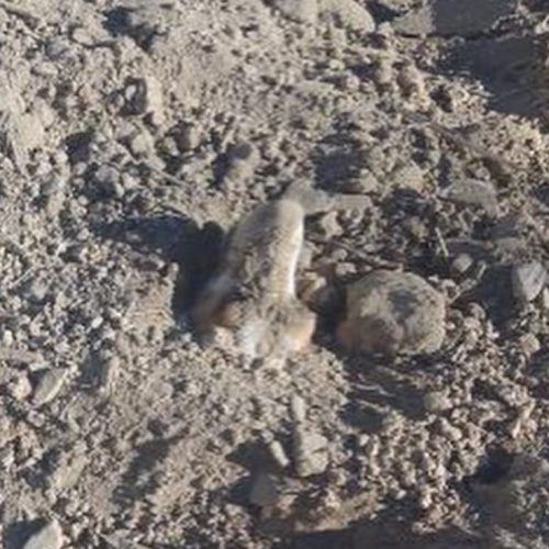 Maltrato animal: enterraron vivo a un perro en Caucete