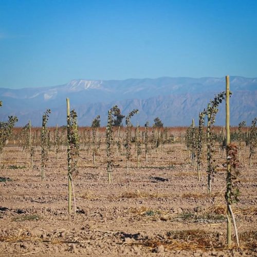 San Juan impulsa el crecimiento del polo pistachero en 25 de Mayo.