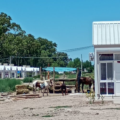 Caballos al pleno sol, en un corral que se realizó en una casa nueva del barrio la Majadita 9 de Julio
