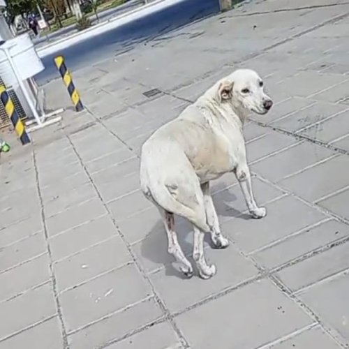 “Blanca sobrevivió de la operación donde le sacaron un tumor de gran tamaño”