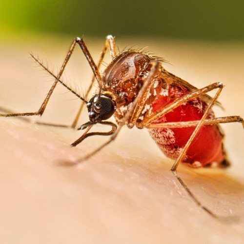 Primera alerta de dengue en San Juan: se confirmó un caso importado