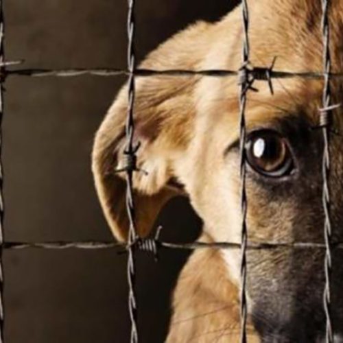 El gobernador Orrego envió a la Legislatura un proyecto para reconocer a los animales como seres sintientes